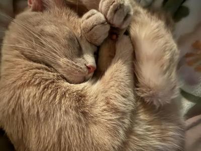 Sandy Sandwhich - Domestic - Gallery Photo #1
