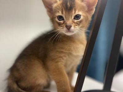 Max - Abyssinian - Gallery Photo #1