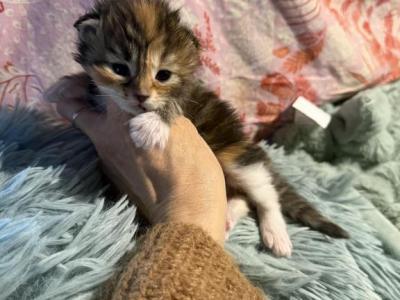 Dakine Maine Coon - Maine Coon - Gallery Photo #1