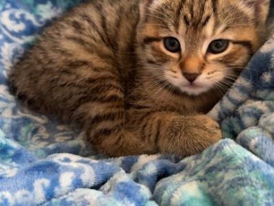 Bean - Manx - Gallery Photo #1
