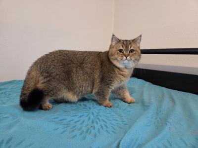 Guliver - British Shorthair - Gallery Photo #1