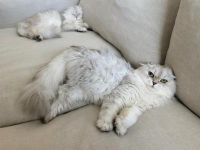 Pandora Intact Breeder - Scottish Fold - Gallery Photo #1