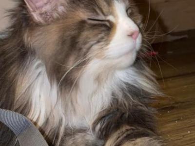 Picasso - Maine Coon - Gallery Photo #1