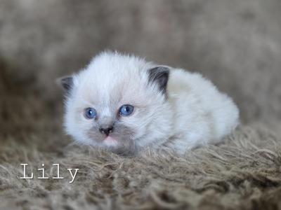 Lily - Ragdoll - Gallery Photo #1