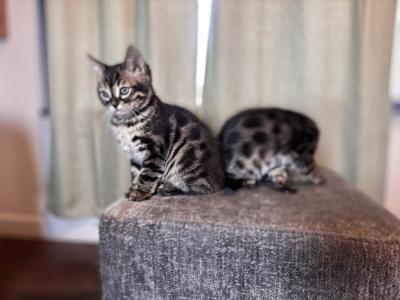 KittyZummies - Bengal - Gallery Photo #1