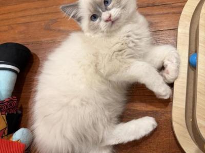 Purebred Ragdoll - Ragdoll - Gallery Photo #1