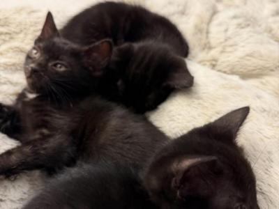 4 Black Kittens - Domestic - Gallery Photo #1