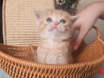 Numnum - British Shorthair - Gallery Photo #1