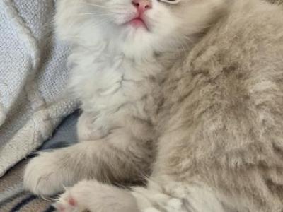 Misty - Ragdoll - Gallery Photo #1