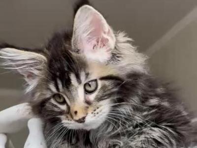 Max - Maine Coon - Gallery Photo #1