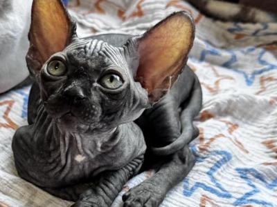 Ophelia - Sphynx - Gallery Photo #1