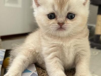 British Litter F - British Shorthair - Gallery Photo #1