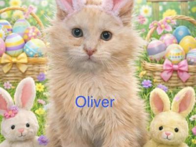 Silvers - Maine Coon - Gallery Photo #1