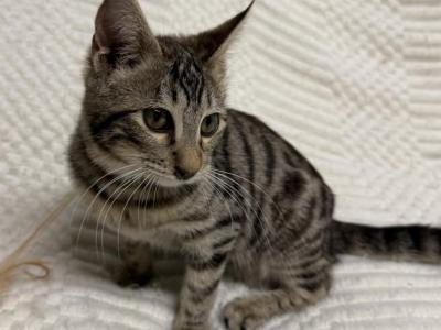 F6 SAVANNAH KITTEN Silver Nose - Savannah - Gallery Photo #1