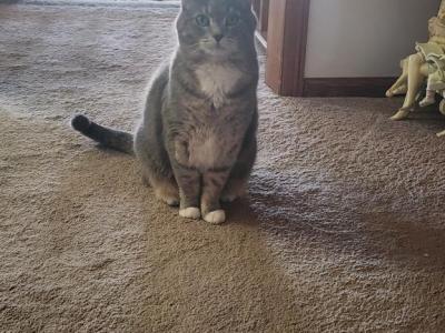 Emma - Domestic - Gallery Photo #1