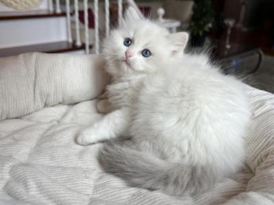 BEAUTIFUL RAGDOLL KITTENS NEW LITTER - Ragdoll - Gallery Photo #1