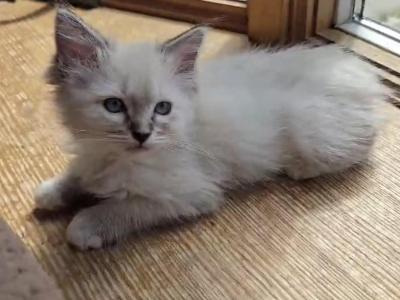 Ragdolls  1 Male And 1 Female Kitten Available - Ragdoll - Gallery Photo #1