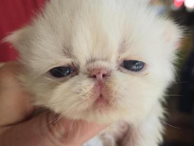 White Persian Male - Persian - Gallery Photo #1