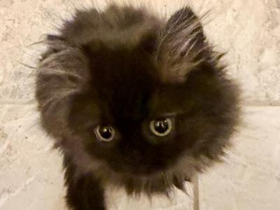 Naringa - Persian - Gallery Photo #1