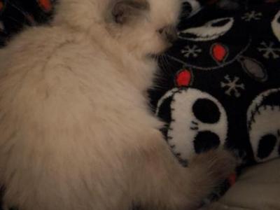 Milo - Himalayan - Gallery Photo #1