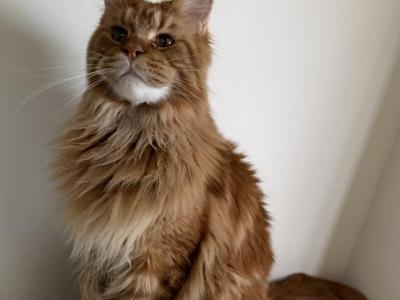 Jasper - Maine Coon - Gallery Photo #1