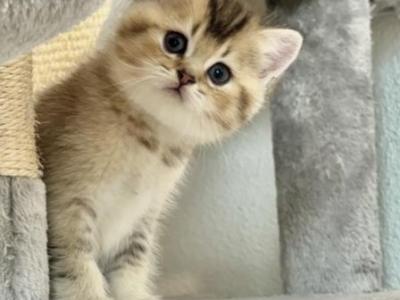 Fluffy - Scottish Straight - Gallery Photo #1