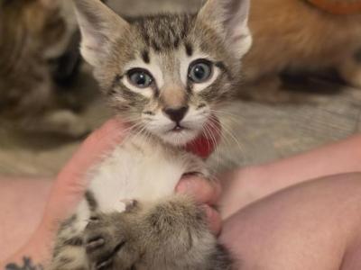 Little Red - Oriental - Gallery Photo #1