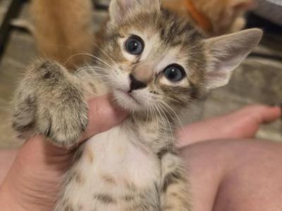 Little Purple - Oriental - Gallery Photo #1