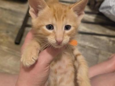 Little Orange - Oriental - Gallery Photo #1