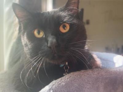 Binx - American Shorthair - Gallery Photo #1