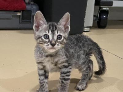 Female Bengal - Bengal - Gallery Photo #1