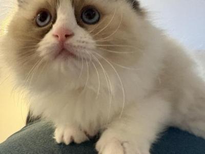 Lumos - Ragdoll - Gallery Photo #1