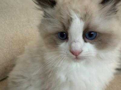 Felix - Ragdoll - Gallery Photo #1