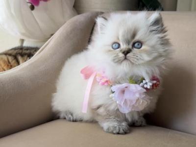 Scottish Kilt Standard LH - Munchkin - Gallery Photo #1