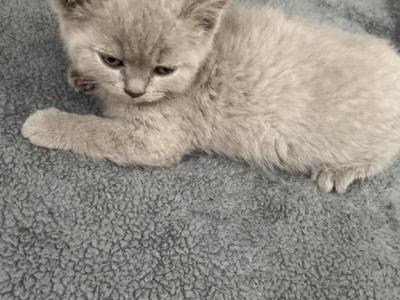 Kitten 3 - Scottish Straight - Gallery Photo #1