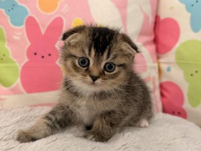 Alvin Simon Theodore Brittany And Eleanor - Scottish Fold - Gallery Photo #1