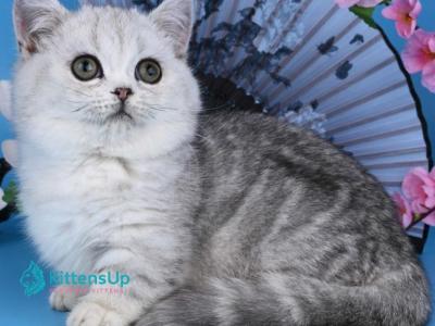 Freya - Minuet - Gallery Photo #1