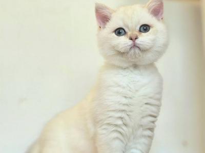 Armani - British Shorthair - Gallery Photo #1