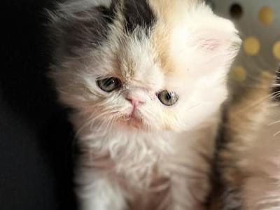 Dolly - Persian - Gallery Photo #1