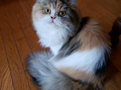 Pumpkin & Harley - Persian - Gallery Photo #1