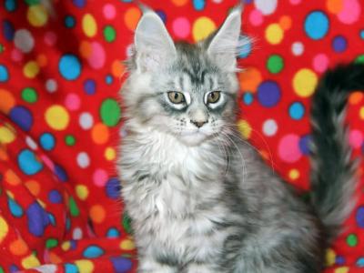 All Reserved At This Time - Maine Coon - Gallery Photo #1