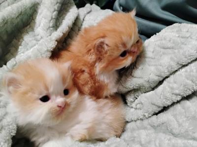 Purrfectly Persian - Persian - Gallery Photo #1