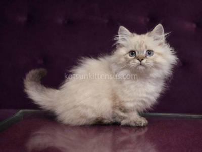 Winston Short Legs Munchkin Minuet Napoleon - Munchkin - Gallery Photo #1