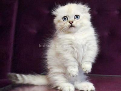 Wilyam Short Legs Munchkin Kilt Scottish Fold - Munchkin - Gallery Photo #1