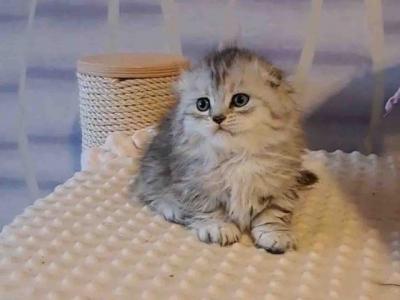 Zeus Short Legs Munchkin Kilt Scottish Fold - Munchkin - Gallery Photo #1