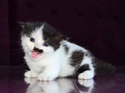 Chaplin Short Legs Munchkin Kilt Scottish Fold - Munchkin - Gallery Photo #1