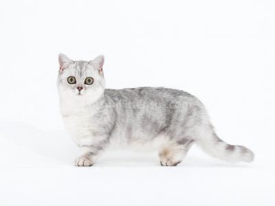 Victorville CA Cathy Silver Munchkin Short Leg - Munchkin - Gallery Photo #1