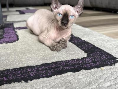 Simba - Sphynx - Gallery Photo #1