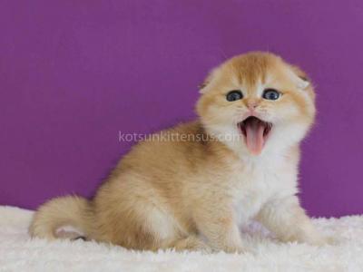 Izumrud Golden Scottish Fold Orange Baby Boy - Scottish Fold - Gallery Photo #1