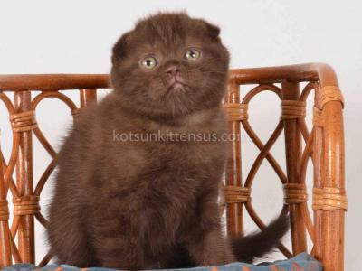 Dunkan Rare Chocolate Solid Scottish Fold Baby Boy - Scottish Fold - Gallery Photo #1
